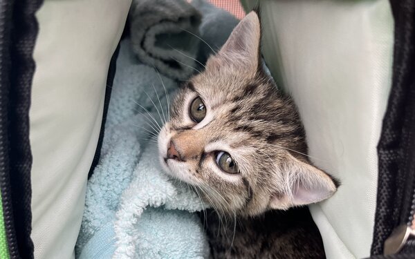 A kitty wrapped up in a blnket looking towards the camera.